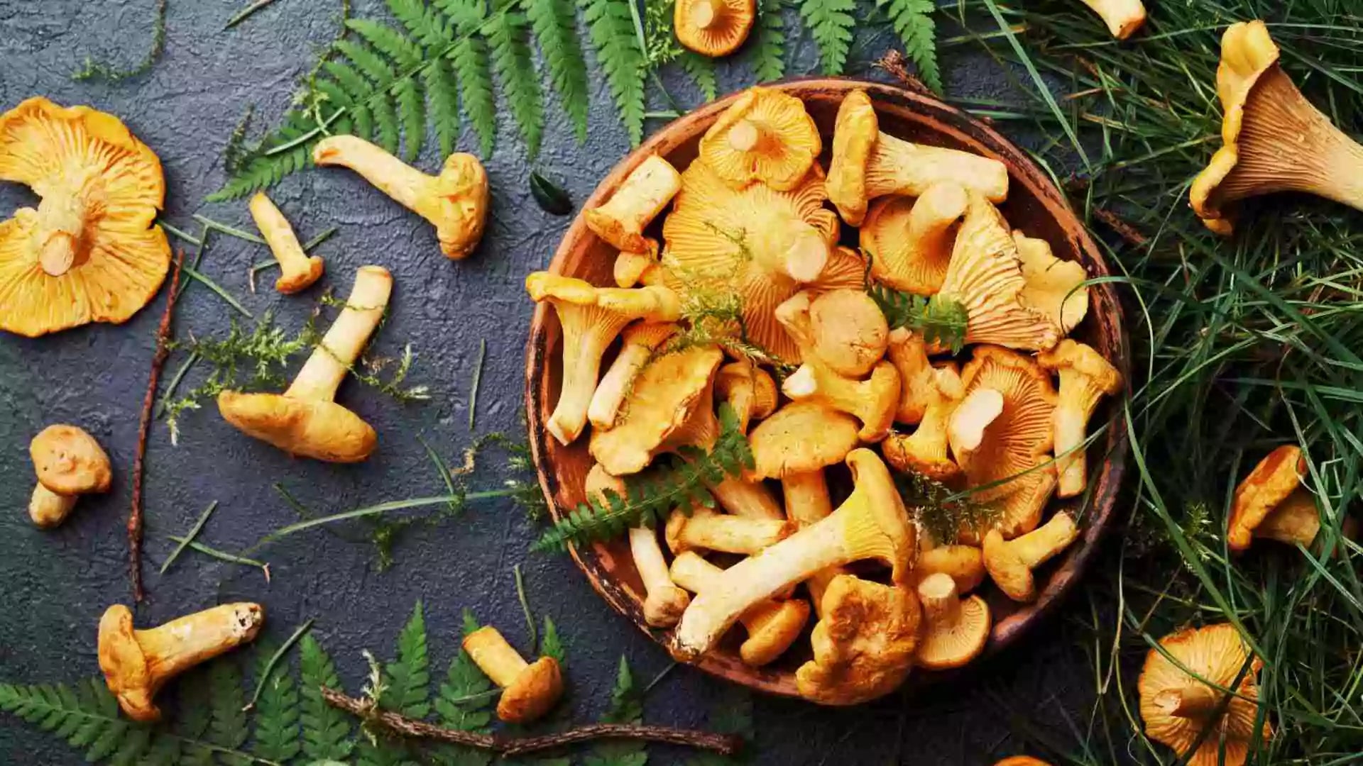 Natural Nordic chanterelles on a bowl