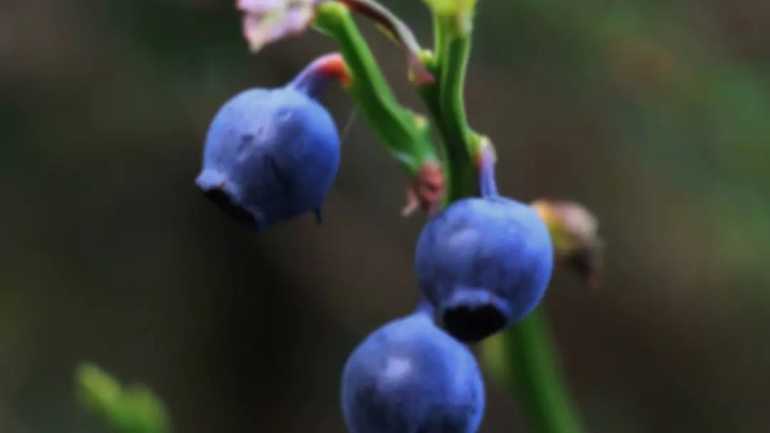 Your stomach loves bilberries - Natural Nordic