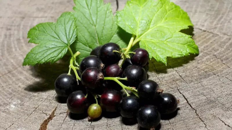Blackcurrant (Ribes nigrum) - Natural Nordic