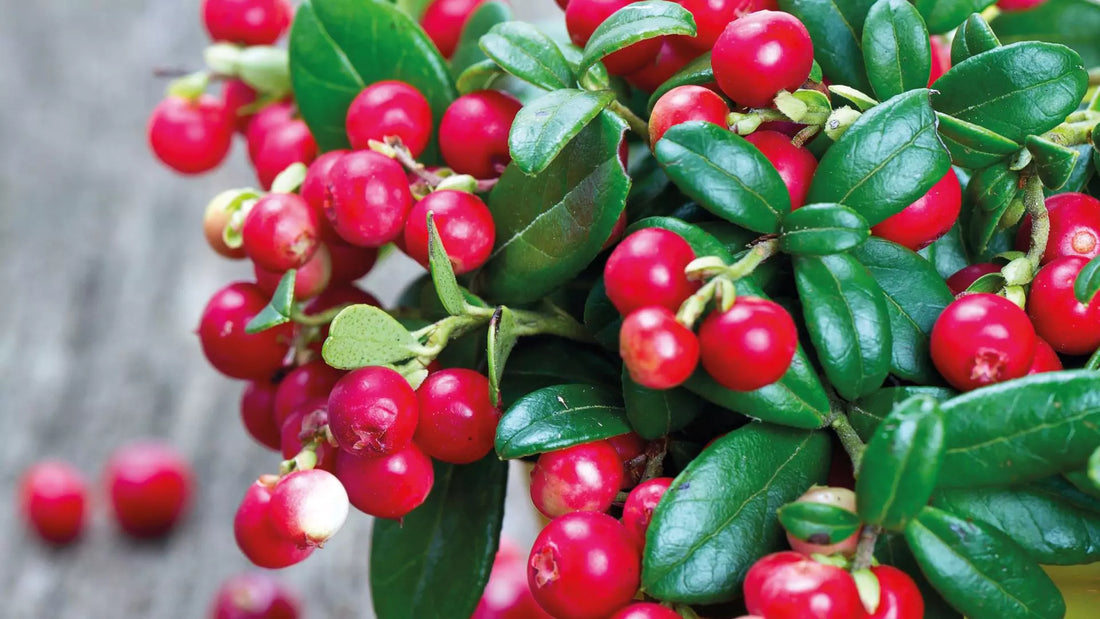 Lingonberry (Vaccinium vitis-idaea) - Natural Nordic