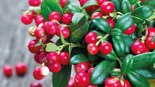 Lingonberry (Vaccinium vitis-idaea) - Natural Nordic