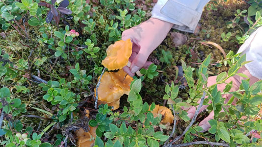 Finnish food and sustainability: the eco-friendly side of Finnish cuisine - Natural Nordic