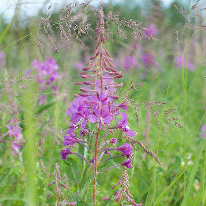 FIREWEED LEAVES crushed - Natural Nordic