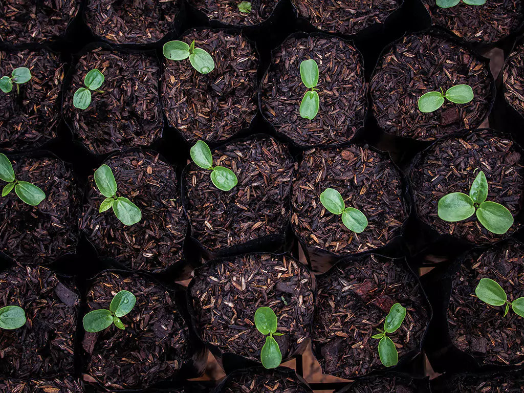 Natural Nordic growing from soil