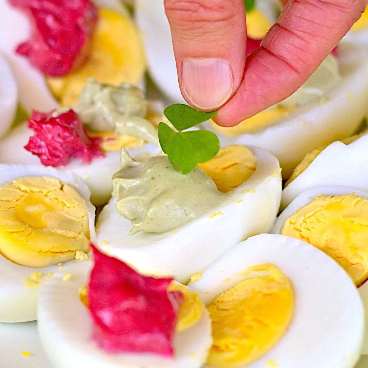 SPRUCE SPROUTS powder - Natural Nordic