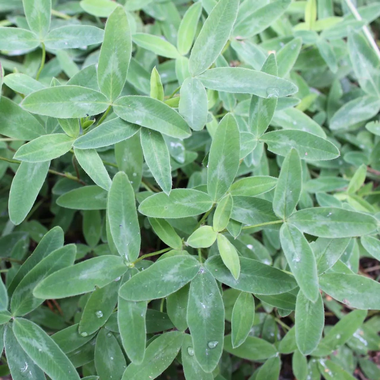 RED CLOVER LEAVES crushed - Natural Nordic