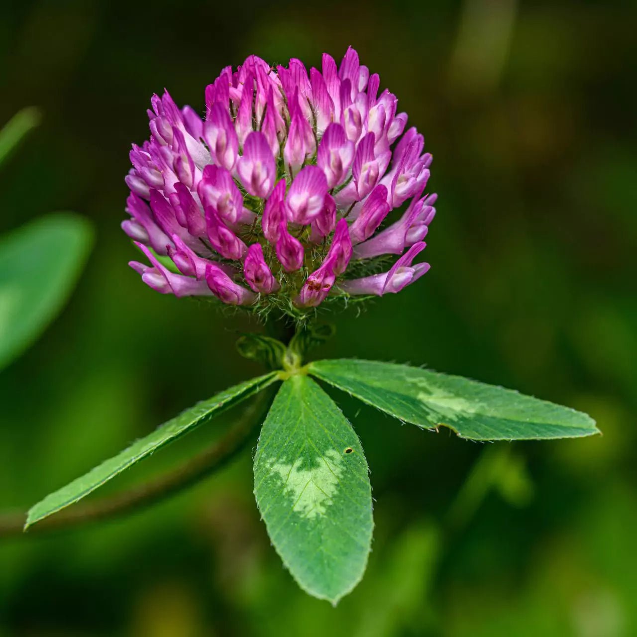 RED CLOVER LEAVES crushed - Natural Nordic