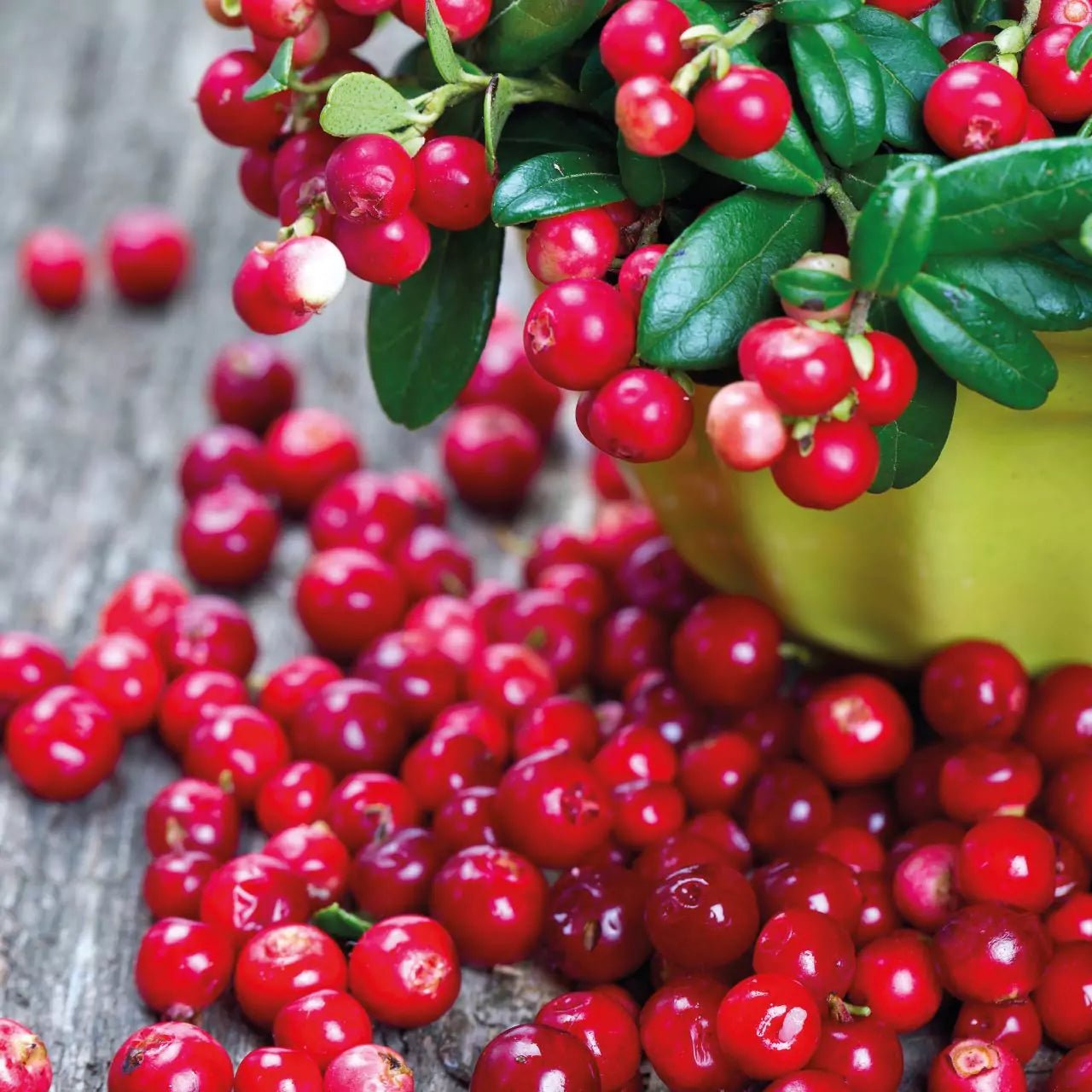 LINGONBERRY POWDER - Natural Nordic